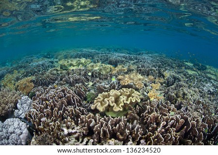 A healthy coral reef grows in shallow water near a tropical Pacific island.  Competition for space to grow, sunlight, and planktonic food is fierce on Indo-Pacific reefs.