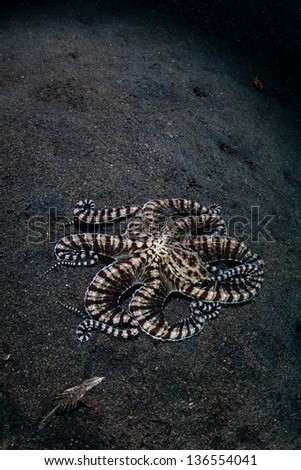 A Mimic octopus (Thaumoctopus mimicus) can mimic other animals within its environment.  It is found in Southeast Asian seas but most often seen in Lembeh Strait, Indonesia.