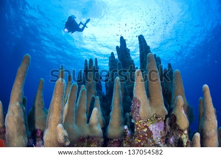 A diver explores a coral reef highlighted by reef-building corals off Grand Cayman in the Caribbean Sea A diver explores a coral reef highlighted by reef-building corals off Grand Cayman in the Caribbean Sea