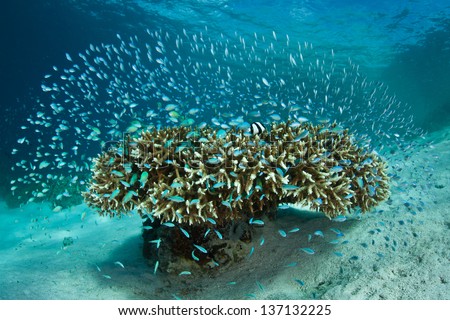 On a western Pacific coral reef, a cloud of Blue-green damselfish (Chromis viridian) swarm above a coral where they can dive into if a predator approaches.