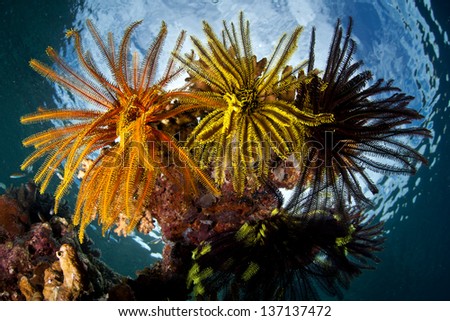 A bouquet of crinoids, or feather stars, spread their articulated arms into the water column to grasp passing plankton passing a western Pacific coral reef.