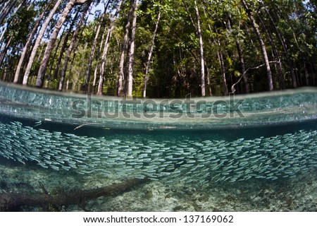 A school of silversides swims just below the surface as the tide has flooded a mangrove forest.  Mangroves serve as an important nursery for many reef species.