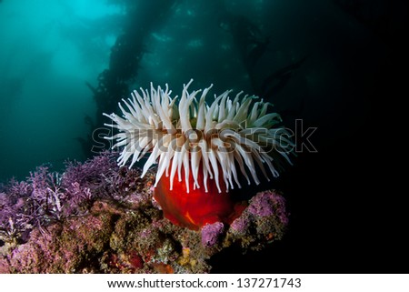 A Fish-eating anemone (Urticina piscivora) attached to the rocky seafloor of a kelp forest in northern California feeds on invertebrates and small fishes.