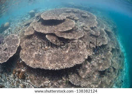 A massive table coral colony (Acropora sp.) spreads its canopy out to catch as much sunlight as possible in the western Pacific.  This coral species grows quickly but is easily damaged.