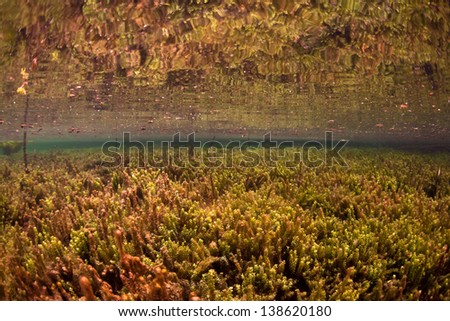 A field of algae grows in a shallow marine lake in Raja Ampat, Indonesia.  This area has many different types of marine habitats and species.