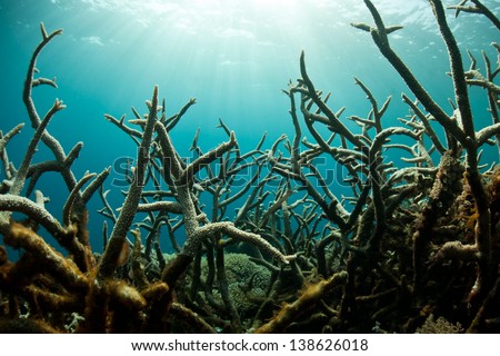 A field of staghorn corals (Acropora sp.) provides a thicket of branches for small reef fishes to hide in.