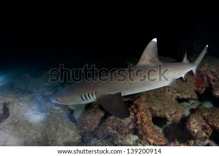 Whitetip reef sharks (Triaenodon obesus) hunt for reef fish on a rocky bottomed reef at night near Cocos Island, Costa Rica.  Cocos, a national park, is known for its large shark population.