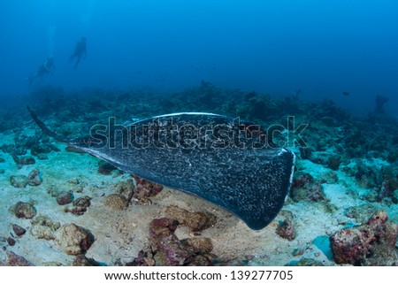 A Marbled ray (Taeniura meyeni) cruises over a rubble bottom near Cocos Island, Costa Rica.  Cocos, a national park, is known for its large shark population.
