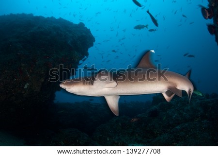 A Whitetip reef shark (Triaenodon obesus) hunts for reef fish over a rocky bottomed reef near Cocos Island, Costa Rica.  Cocos, a national park, is known for its large shark population.