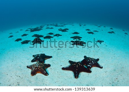 Seastars litter the sandy seafloor near Cocos Island, Costa Rica.  Cocos is known for its large shark and fish populations.