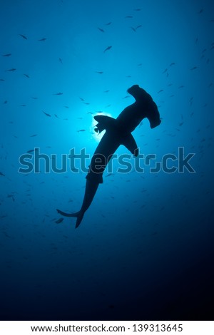 A Scalloped hammerhead cruises in blue water off Cocos Island, Costa Rica.  Cocos is known for its large shark population.