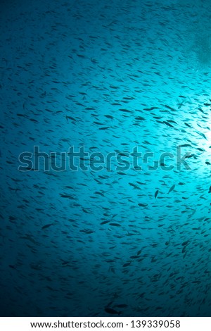 Hordes of fish darken the water column near a coral reef in the Coral Triangle.  This area is known for its high marine diversity and great scuba diving.
