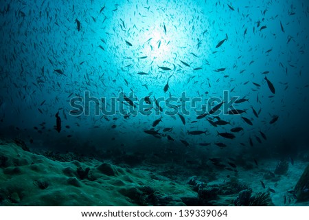 Hordes of fish darken the water column near a coral reef in the Coral Triangle.  This area is known for its high marine diversity and great scuba diving.