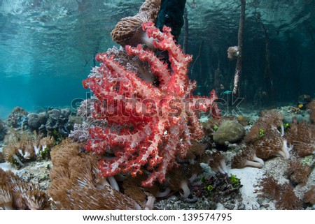 A Dendronephthy soft coral grows on a mangrove prop root.  Mangrove forests play vital roles in tropical areas worldwide.