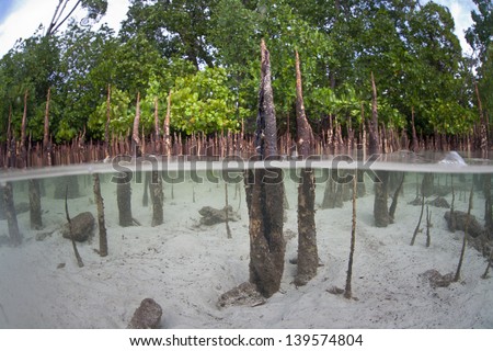 Mangrove pneumatophore roots stick up from the sand like snorkels. Mangroves act as nurseries for many marine species, they protect coastlines, and regulate sea temperatures within their proximity.