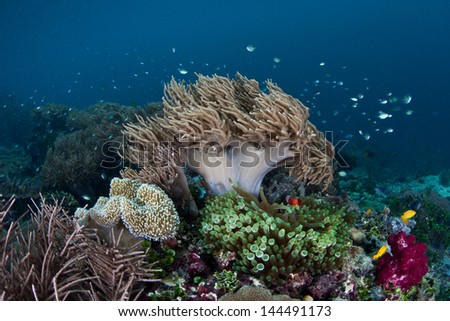 A diversity of corals and other invertebrates compete for space to grow on a shallow reef in the tropical Western Pacific.  This region contains more coral species than anywhere else on Earth.