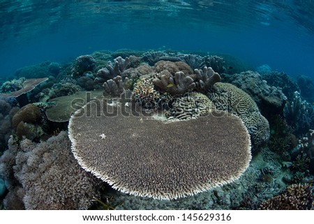A table coral (Acropora sp.) grows on a healthy, diverse coral reef in the Pacific Coral Triangle, the most diverse area for marine species on Earth.