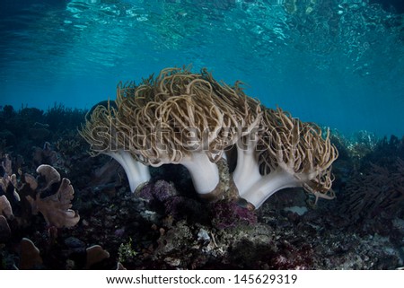 Soft corals (Sinularia sp.) grow on a healthy, diverse coral reef in the Pacific Coral Triangle, the most diverse area for marine species on Earth.