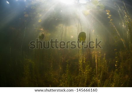  - stock-photo-lit-by-the-bright-summer-sun-lily-pads-grow-in-a-calm-freshwater-lake-in-new-england-usa-145666160