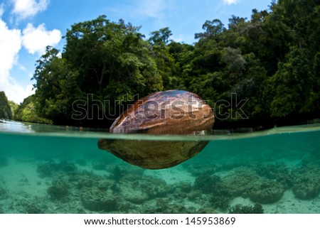 A coconut drifts into a shallow part of a calm lagoon in the tropical western Pacific.  Coconuts can disperse thousands of miles by floating across the sea before being washed ashore.