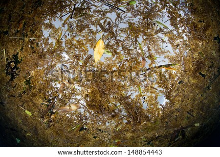 Sargassum, a brown macro algae, floats on top of the sea in the Solomon Islands. Sargassum is used as habitat by a variety of marine animals.