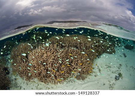 Small reef fish, mainly damselfish, swim above protective reef-building corals as they feed in the Solomon Islands.  This region is found within the Coral Triangle and has high biological diversity.