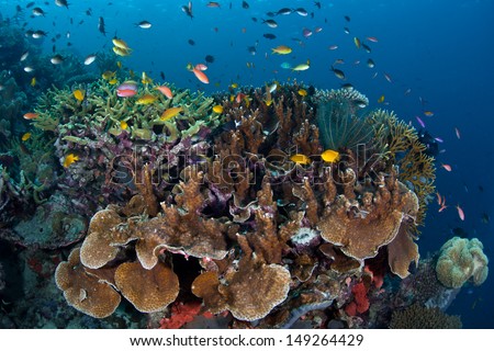 A diverse array of fish swim above reef-building corals grow on a reef slope in the Solomon Islands.  This area is found within the Coral Triangle and is high biological diversity.