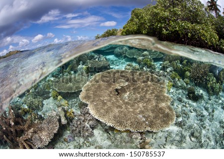A shallow coral reef, composed of a diversity of hard and soft corals, grows near an idyllic tropical island in the Solomon Islands.  This area is within the famous Coral Triangle.