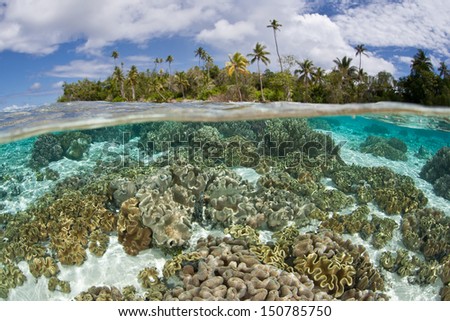 A shallow coral reef, composed of soft leather corals, grows near an idyllic tropical island in the Solomon Islands.  This area is within the famous Coral Triangle.