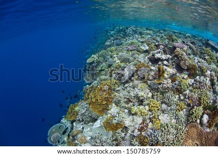 A shallow coral reef, composed of a diversity of hard and soft corals, leads to a vertical wall that drops in the abyss in the Solomon Islands.  This area is within the famous Coral Triangle.