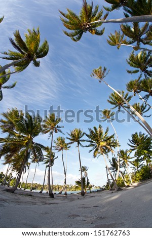 Tall coconut palms grow on a remote sandy island, locally called a motu, just off the French Polynesian island of Raiatea.