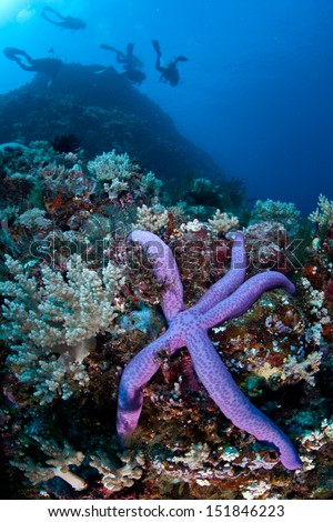 Divers explore a diverse coral reef just off the tip of North Sulawesi, Indonesia.  This region is one of the most diverse on Earth in terms of marine life.