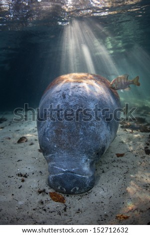 Florida manatees (Trichechus manatus latirostris) are endangered and are under threat by a number of natural and man-induced activities. Manatees are fully aquatic and can live many decades.
