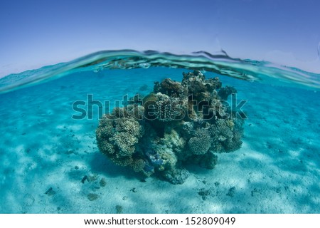 A small coral bommie grows on a shallow sand flat near the south Pacific island of Aitutake in the Cook Islands.