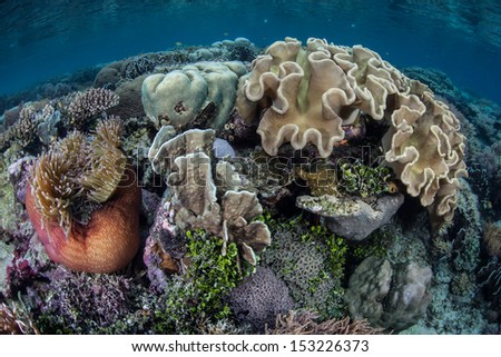 A diversity of soft and hard corals and anemones compete for space to grow on a shallow coral reef in Raja Ampat, Indonesia.  This area is one of the most diverse places on Earth for marine life.