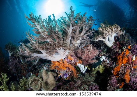 A diversity of corals and other invertebrates compete for space to grow on a steep coral drop off in Raja Ampat, Indonesia.  This area is one of the most diverse places on Earth for marine life.