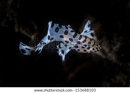 A juvenile Barrmundi grouper (Cromileptes altivelis) swims above the dark sands of an underwater volcanic slope in Indonesia. The juvenile phase swims in a unique way.