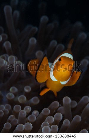 A False clownfish (Amphiprion ocellaris) swims among the tentacles of its host anemone. This symbiosis is mutualistic and both species benefit from the relationship.