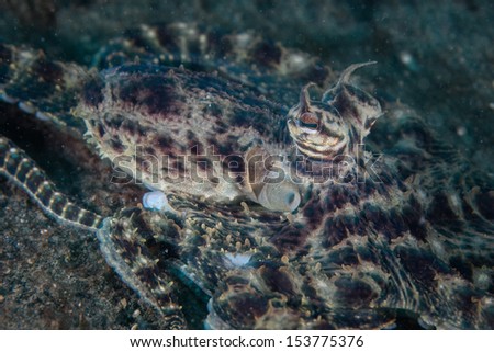 A rare Mimic octopus (Thaumoctopus mimicus) is a unique cephalopod that can impersonate other marine creatures. It is found most commonly in Lembeh Strait, Indonesia.