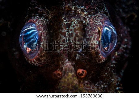 The eyes of a Zebra lionfish (Dendrochirus zebra) reflect light. This small venomous species is found within the Coral Triangle region.