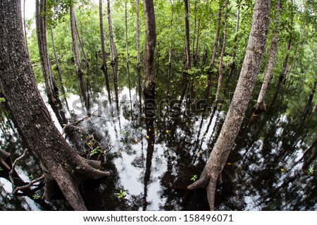 A mangrove forest grows along the edge of a remote island in eastern Indonesia. Mangroves play a vital ecological role in tropical areas all over the world.