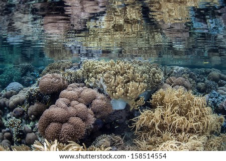 A variety of hard, reef-building corals and soft corals grow in extremely shallow water in Raja Ampat, Indonesia. This equatorial region harbors an extraordinary amount of marine life.