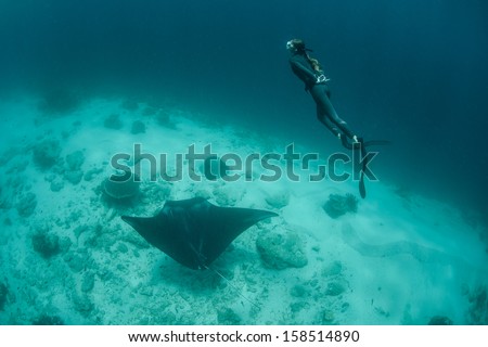 A free diver ascends to the surface after diving with a manta ray (Manta alfredi) in eastern Indonesia. Mantas are one of the worlds most majestic fish.