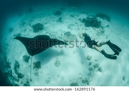A manta ray (Manta alfredi) swoops above a sand, rubble, and coral spit in Raja Ampat, Indonesia. Resident manta rays are often found at cleaning stations where fish remove parasites.