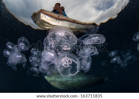 Moon Jellyfish (Aurelia Aurita) Aggregate In An Ocean Gyre In Eastern Indonesia. This Species Of Jellyfish Is Found Throughout Most Of The World\'S Oceans.