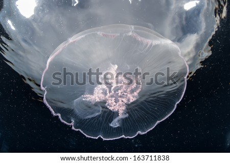 Moon jellyfish (Aurelia aurita) aggregate in an ocean gyre in eastern Indonesia. This species of jellyfish is found throughout most of the world\'s oceans.