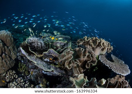 A variety of corals and fish grow on a healthy coral reef in the heart of the coral triangle. This region encompasses the tropical seas from the Philippines to Indonesia to the Solomon Islands.