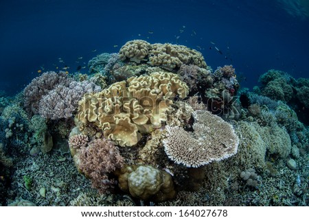 A diversity of soft leather corals and reef-building corals compete for space to grow on a reef in Raja Ampat, Indonesia. This region is known for its high biological diversity.