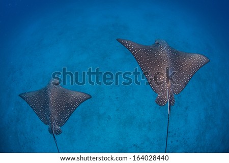 A pair of Spotted eagle rays (Aetobatis narinari) cruise above a deep, sandy seafloor near Cocos Island, Costa Rica. This remote island is known for its seasonal shark and ray aggregations.
