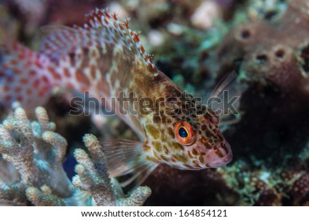 Pixy hawkfish (Cirrhitichthys oxycephalus) are a common small predator on coral reefs throughout the Indo-Pacific and all the way to Panama.